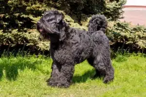 Read more about the article Bouvier des Flandres crescător