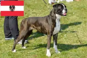 Read more about the article Boxer crescători și căței în Austria