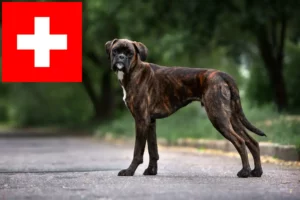 Read more about the article Boxer crescători și căței în Elveția