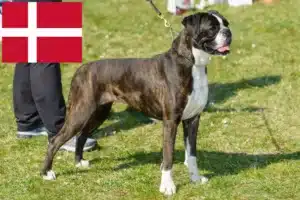 Read more about the article Boxer crescători și căței în Danemarca
