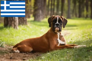 Read more about the article Boxer crescători și căței în Grecia