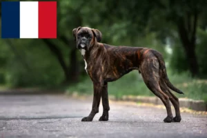 Read more about the article Boxer crescători și căței în Franța