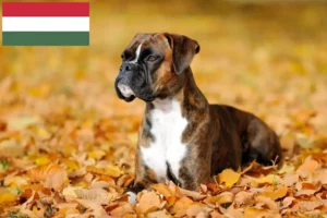 Read more about the article Boxer crescători și căței în Ungaria