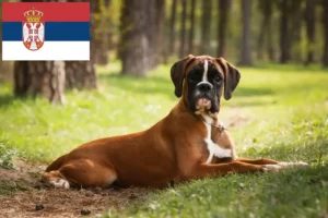 Read more about the article Boxer crescători și căței în Serbia