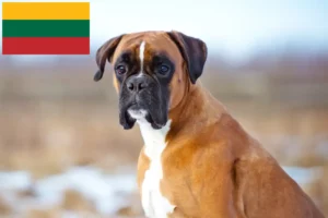 Read more about the article Boxer crescători și căței în Lituania