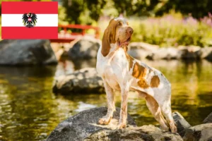 Read more about the article Bracco Italiano crescători și căței în Austria
