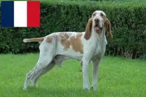 Read more about the article Bracco Italiano crescători și căței în Franța