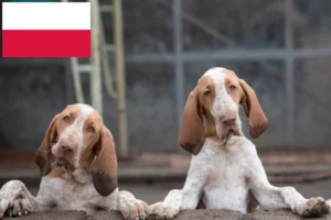 Read more about the article Bracco Italiano crescători și căței în Polonia