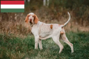 Read more about the article Bracco Italiano crescători și căței în Ungaria