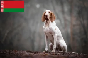 Read more about the article Bracco Italiano crescători și căței în Belarus