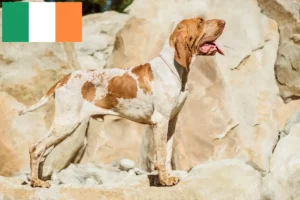 Read more about the article Bracco Italiano crescători și căței în Irlanda
