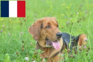 Read more about the article Polish Bracke crescători și căței în Franța