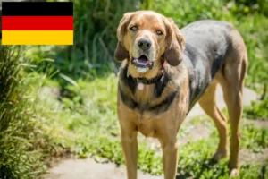 Read more about the article Polish Bracke crescători și căței în Germania