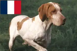 Read more about the article Braque de l’Ariège crescători și căței în Franța