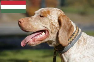 Read more about the article Braque du Bourbonnais crescători și căței în Ungaria