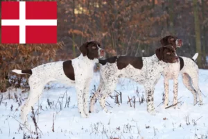 Read more about the article Braque français tip Pyrénées crescători și căței în Danemarca