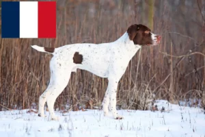Read more about the article Braque français tip Pyrénées crescători și căței în Franța