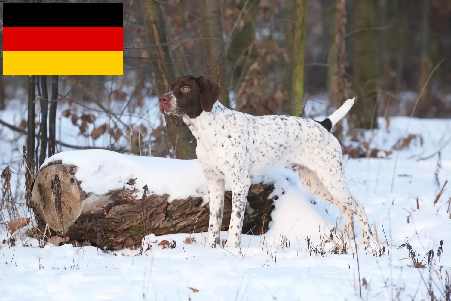 Read more about the article Braque français tip Pyrénées crescători și căței în Germania