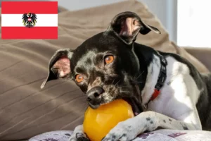Read more about the article Brazilian Terrier crescători și căței în Austria