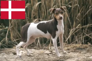 Read more about the article Brazilian Terrier crescător și căței în Danemarca
