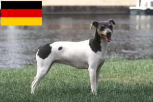 Read more about the article Brazilian Terrier crescători și căței în Germania