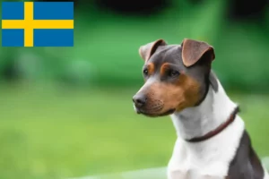 Read more about the article Brazilian Terrier crescător și căței în Suedia