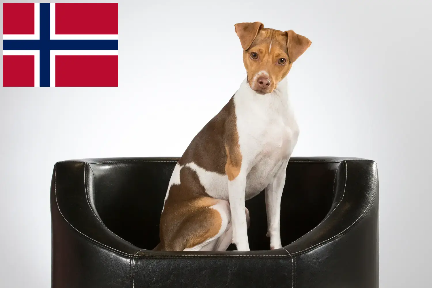 Brazilian Terrier cățeluși și crescători Norvegia Găsiți crescători de Terrier brazilian în Norvegia aici.