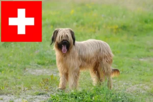 Read more about the article Briard crescători și căței în Elveția