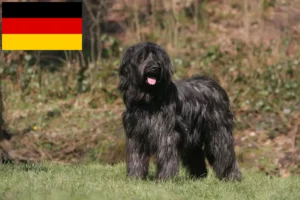 Read more about the article Briard crescători și căței în Germania