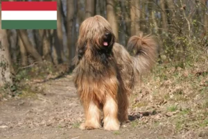 Read more about the article Briard crescători și căței în Ungaria