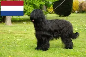 Read more about the article Briard crescători și căței în Olanda
