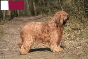Read more about the article Briard crescători și căței în Qatar