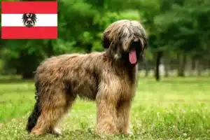 Read more about the article Briard crescători și căței în Austria