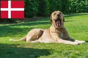 Read more about the article Broholm crescători și căței în Danemarca
