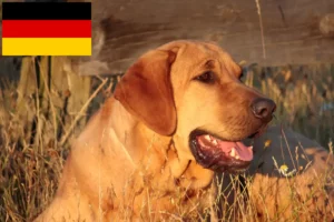Read more about the article Broholmer crescători și căței în Germania