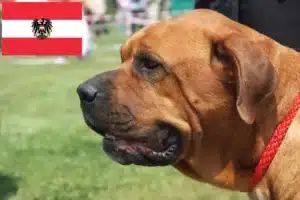 Read more about the article Broholmer crescători și căței în Austria