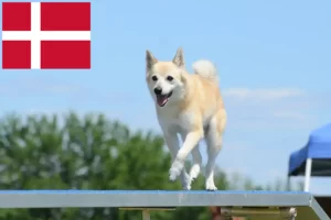 Read more about the article Norvegiană Buhund crescător și căței în Danemarca