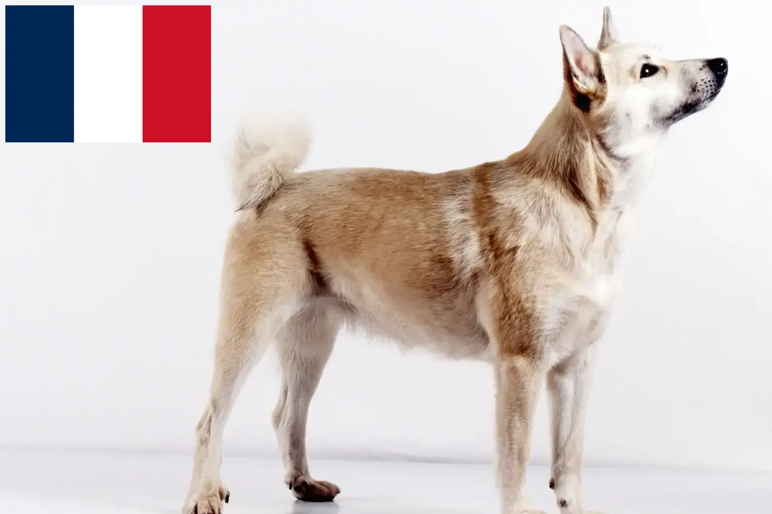 Buhund norvegian căței și crescători Franța Găsiți crescători de Buhunde norvegian în Franța aici.