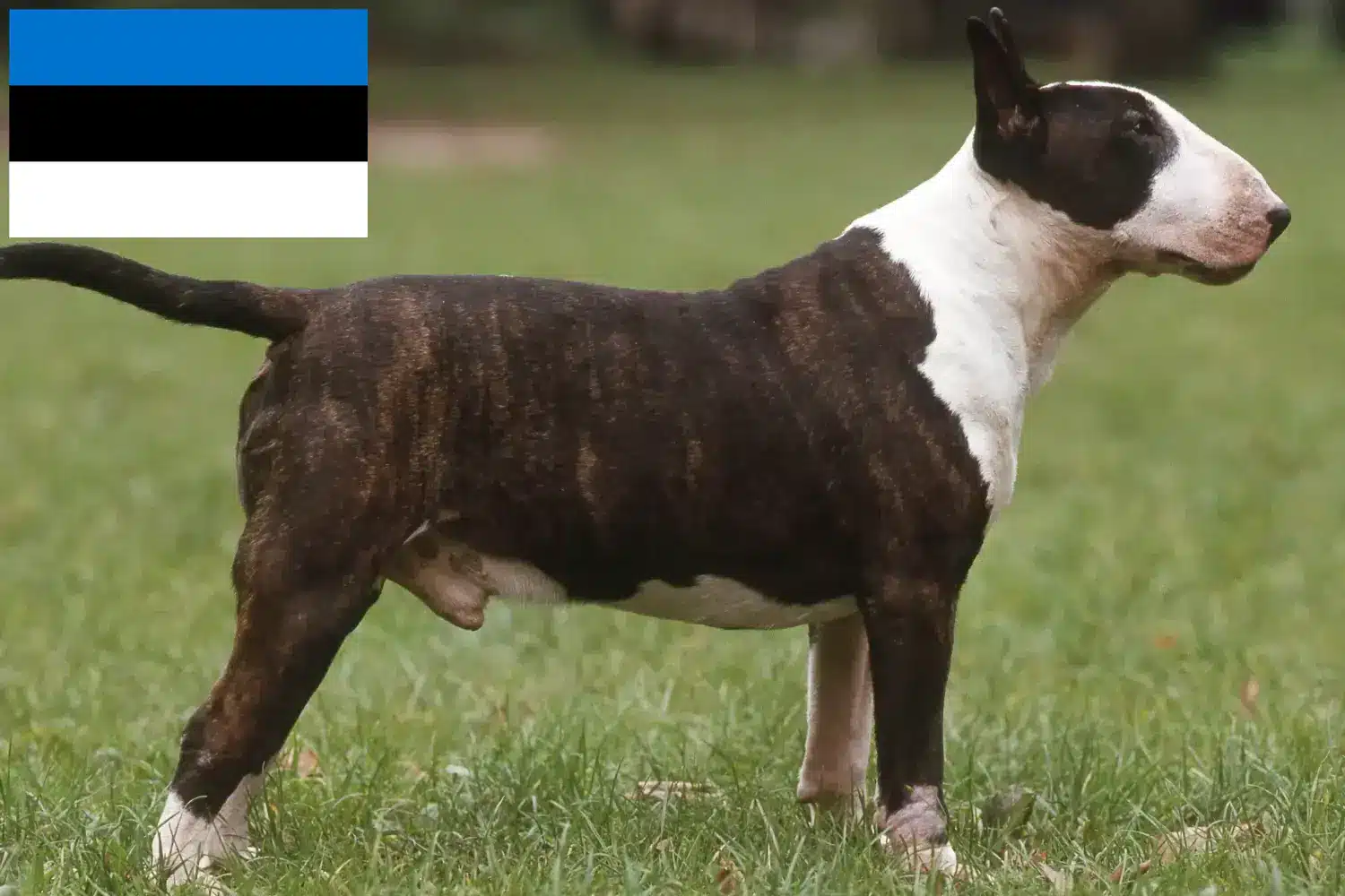 Bull Terrier căței și crescători de Bull Terrier Estonia Găsește crescători de Bull Terrier în Estonia.