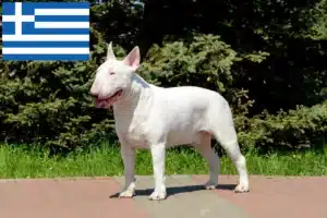 Read more about the article Bull Terrier crescători de Bull Terrier și căței în Grecia