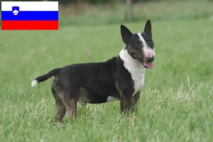 Read more about the article Bull Terrier crescători și căței în Slovenia