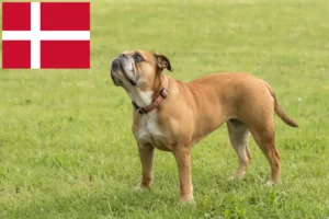 Read more about the article Crescători de Bulldog Continental și căței în Danemarca