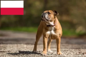 Read more about the article Crescători de Bulldog Continental și căței în Polonia