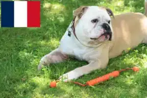 Read more about the article Crescători de Bulldog Continental și căței în Réunion