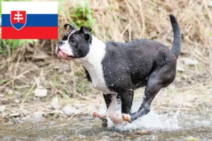 Read more about the article Crescători de Bulldog Continental și căței în Slovacia