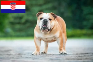 Read more about the article English Bulldog crescători și căței în Croația