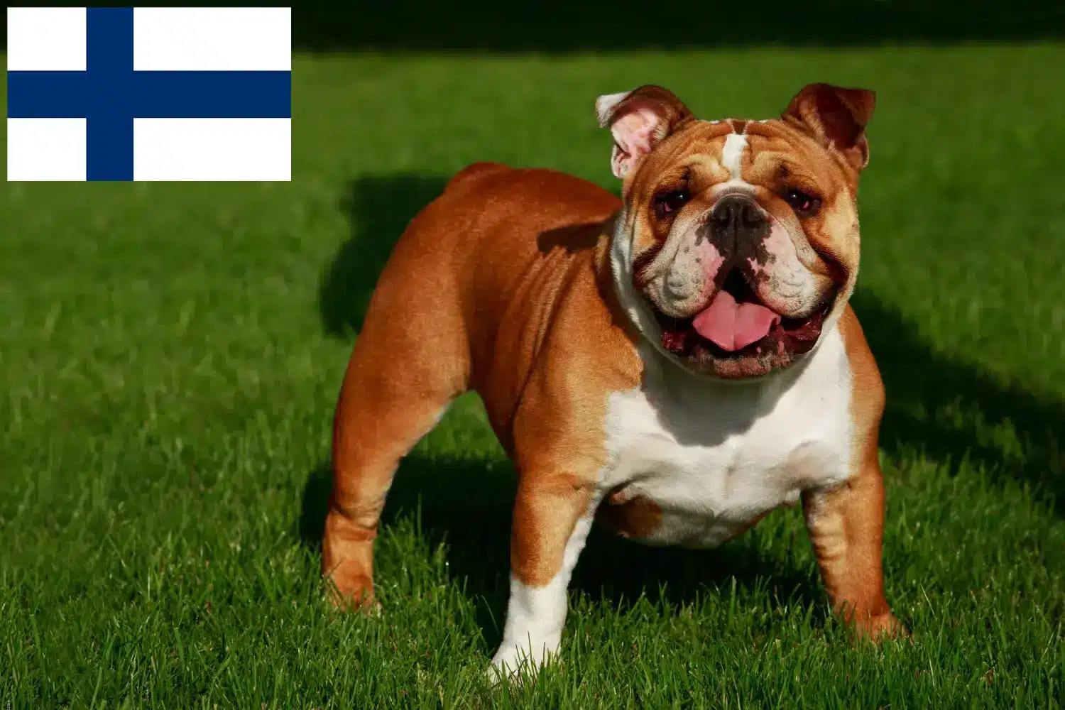 Bulldog englezesc căței și crescători Finlanda Găsiți aici crescătorii de Bulldog Englez în Finlanda.