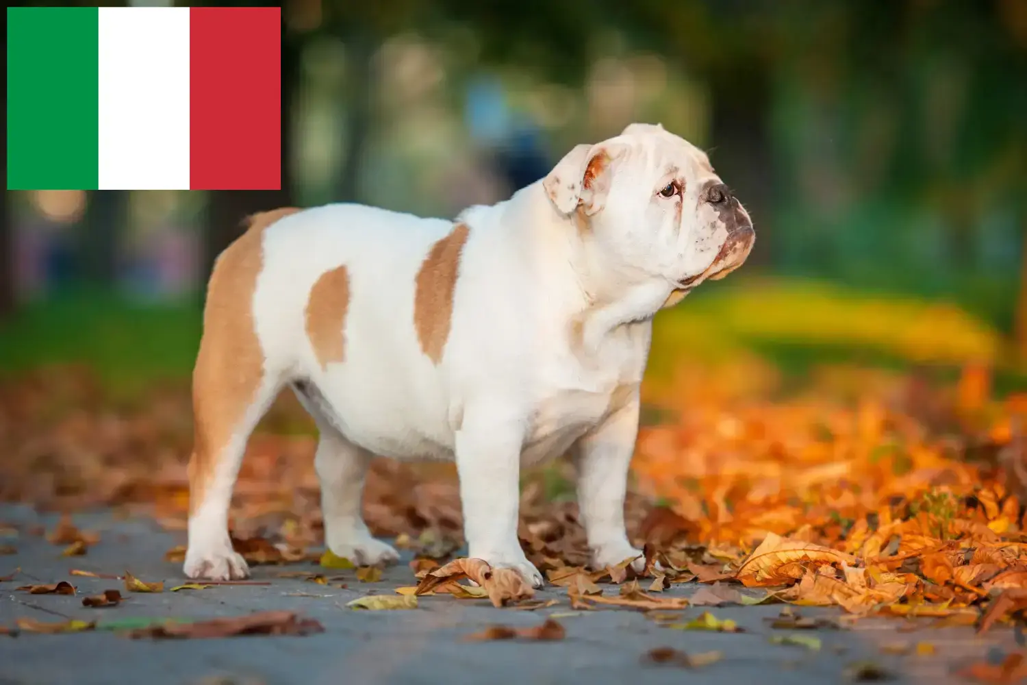 Bulldog englezesc căței și crescători Italia Găsiți crescători de Bulldog Englez în Italia aici.