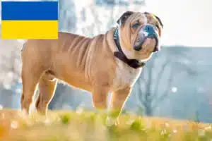 Read more about the article English Bulldog crescători și căței în Ucraina