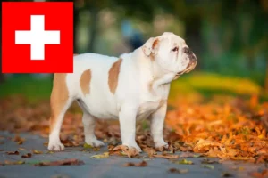 Read more about the article English Bulldog crescători și căței în Elveția